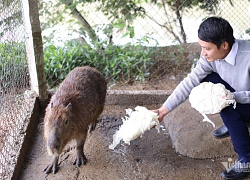 Chuột khổng lồ ở Hà Nội, nặng gần 50kg ăn rau và thích bơi lội