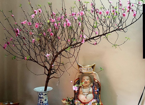 Đào dáng huyền - vẻ đẹp mềm mại, dịu dàng, ấm cúng cho nhà vào dịp Tết