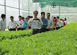 Lạ: Bón rau bằng phân chuối, rau ở Trung đoàn Minh Đạm lên vù vù