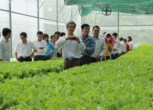 Lạ: Bón rau bằng phân chuối, rau ở Trung đoàn Minh Đạm lên vù vù