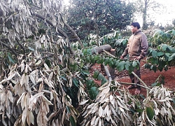 Một gia đình trình báo bị chặt phá sầu riêng, thiệt hại hàng trăm triệu