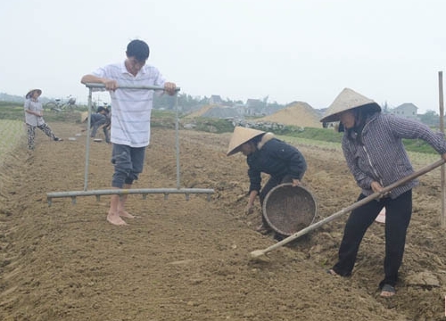 Nông dân Hà Tĩnh gieo trỉa lạc xuân "xuyên" Tết, đạt trên 600 ha