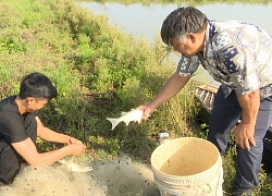 Nuôi cá bắt lên giãy đành đạch, tươi rói, bán như tôm tươi