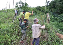 Giăng 800 m lưới để ngăn voọc tấn công người đi đường