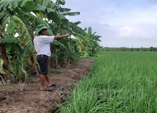 Hải Dương: Thuê đất hoang trồng ổi, nuôi rươi cáy, Thanh Hà xuất hiện những nhà giàu mới nổi