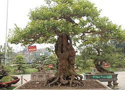 Mãn nhãn cây khế khổng lồ hơn trăm tuổi, chủ nhân nhất quyết không bán dù được trả tiền tỷ