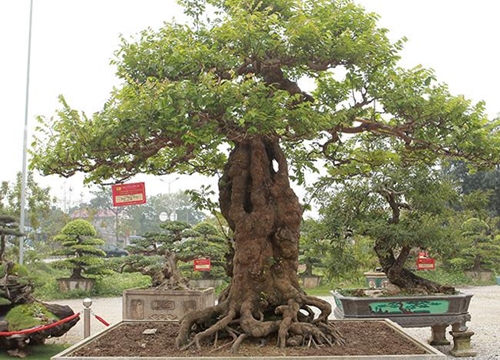 Mãn nhãn cây khế khổng lồ hơn trăm tuổi, chủ nhân nhất quyết không bán dù được trả tiền tỷ