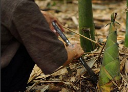 Măng rừng: Món ăn dân dã cực &#8220;đưa cơm&#8221; được mem Việt Nam Ơi yêu thích