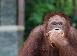 Não to hơn có thông minh hơn?