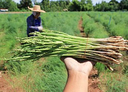 Ăn các loại thực phẩm này bấy lâu nay, bạn có biết chúng được trồng trọt và thu hoạch như thế nào không? (Phần 2)