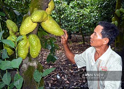 Sóc Trăng: Nông dân trồng cây đặc sản, nuôi con đặc sản mà thu tiền tỷ