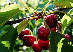 Tác dụng của cherry đối với trẻ nhỏ và bà bầu