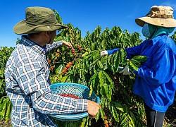 Tây Nguyên: Mỗi năm có 180.000ha cà phê già cỗi cần tái canh