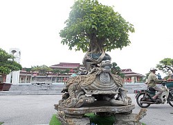 "Báu vật" cây cảnh thế cực "khủng" khiến dân chơi mê mệt