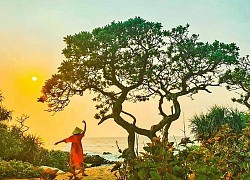 Dân mạng tiếc nuối cây phong ba cô đơn trên đảo Lý Sơn bị bão số 9 đánh gãy
