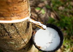 Doanh nghiệp khai thác cao su hưởng lợi từ giá tăng vọt