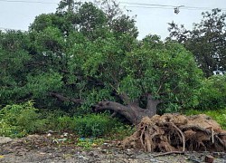 Gia Lai: Bão số 9 khiến 1 người tử vong, 12 huyện, thị gặp sự cố về điện