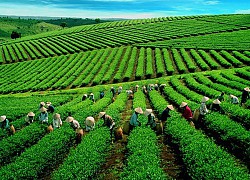 GTNFoods (GTN): Quý III/2020 lợi nhuận tăng 289% do quản trị hiệu quả hơn