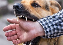 Hải Dương: Bị chó dại cắn 40 ngày mới phát bệnh