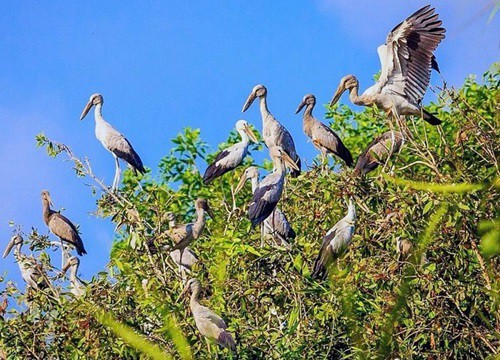 Hậu Giang mời gọi trải nghiệm khám phá thiên nhiên