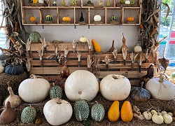 Ngắm vườn bí Halloween tiền tỷ của người Đà Lạt