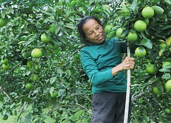 Nông dân Vũ Quang thu hoạch sớm, chống đỡ cây cam "chạy" bão số 9