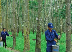 Tập đoàn Công nghiệp Cao su Việt Nam (GVR): Quý III/2020 lợi nhuận chỉ giảm 2% nhờ doanh thu tài chính đột biến