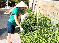 Vườn nhà Thanh Thảo tan hoang vì gió và cháy rừng