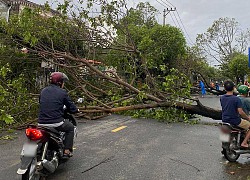 Xót xa cảnh Hội An sau bão: Giàn hoa giấy huyền thoại cũng tan hoang