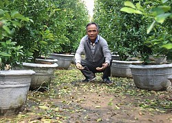 Xót xa hàng nghìn cây quất Tết của người dân Hội An héo úa do mưa lũ