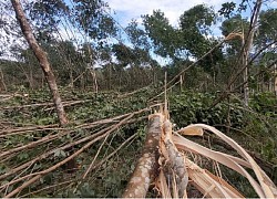 Bão số 9 đi qua: Tan hoang "vàng trắng" Nam Đông