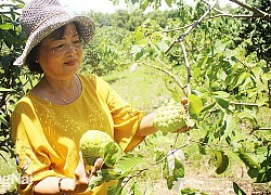 Đồng Nai: Nông dân tỷ phú làm nên những vườn cây ăn trái bạc tỷ, có vườn mảng cầu quả rất to