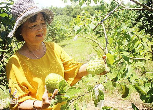 Đồng Nai: Nông dân tỷ phú làm nên những vườn cây ăn trái bạc tỷ, có vườn mảng cầu quả rất to