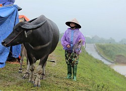 Dựng lều trên đê cho trâu bò tránh lũ