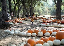 Không khí lễ hội Halloween toàn cầu: Hình nộm bí ngô cũng phải đeo khẩu trang!