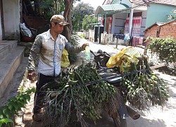 Bình Định: Giá cau tươi tăng gấp 4 lần, nông dân trồng cau giàu, lái gạ mua cả cau non, dân sợ không bán