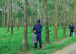 Cao su Thống Nhất (TNC): Cổ phiếu tăng gấp đôi từ đầu năm, đã hoàn thành 91% kế hoạch lợi nhuận cả năm