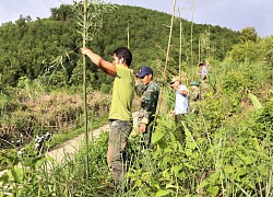 Đề phòng loài thú rừng hung dữ xuống quốc lộ tấn công người, tỉnh Quảng Trị căng lưới dài 800m, cao 6m