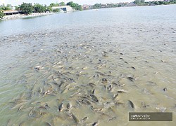 Hà Nội: Trang trại 10ha mỗi ngày "nhặt" 3.000 quả trứng, bán toàn cá to, anh nông dân lãi 700 triệu/năm