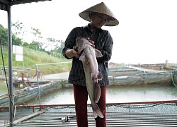 Hàng chục tấn cá lồng chết trên sông