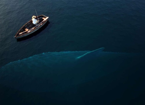 Megalodon là loài cá lớn nhất đại dương?