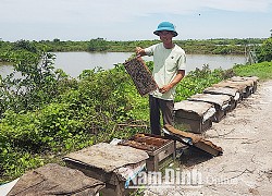 Nam Định: Vùng đất dân đem ong vào vườn Quốc gia thả, làm ra thứ "mật của biển" rất lạ miệng, lãi hàng trăm triệu