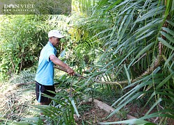 Quảng Ngãi: Đem loài cây rừng gai đâm tua tủa về nhà trồng, tưởng dở ngờ đâu thu nhập cực ổn