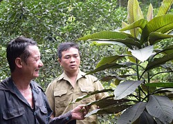 Yên Bái: Khôi nhung là cây thuốc quý chữa bệnh gì mà dân ở đây trồng hái lá phơi khô bán tới 200.000 đồng/kg?