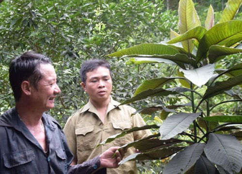 Yên Bái: Khôi nhung là cây thuốc quý chữa bệnh gì mà dân ở đây trồng hái lá phơi khô bán tới 200.000 đồng/kg?