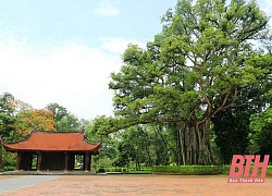 Cây di sản ở Lam Kinh