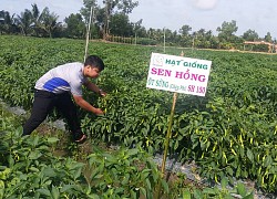 Nông dân Tiền Giang phấn khởi vì rau màu trúng giá