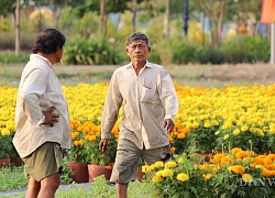 Lo ngại dịch Covid-19, nông dân giảm diện tích xuống giống hoa tết