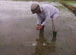 Mưa lớn, hàng trăm ha lúa vụ Mùa tại Bà Rịa - Vũng Tàu bị ngập nặng