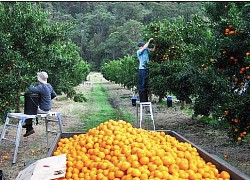 Nỗi kinh hoàng của lao động nước ngoài làm việc tại nông trại Australia